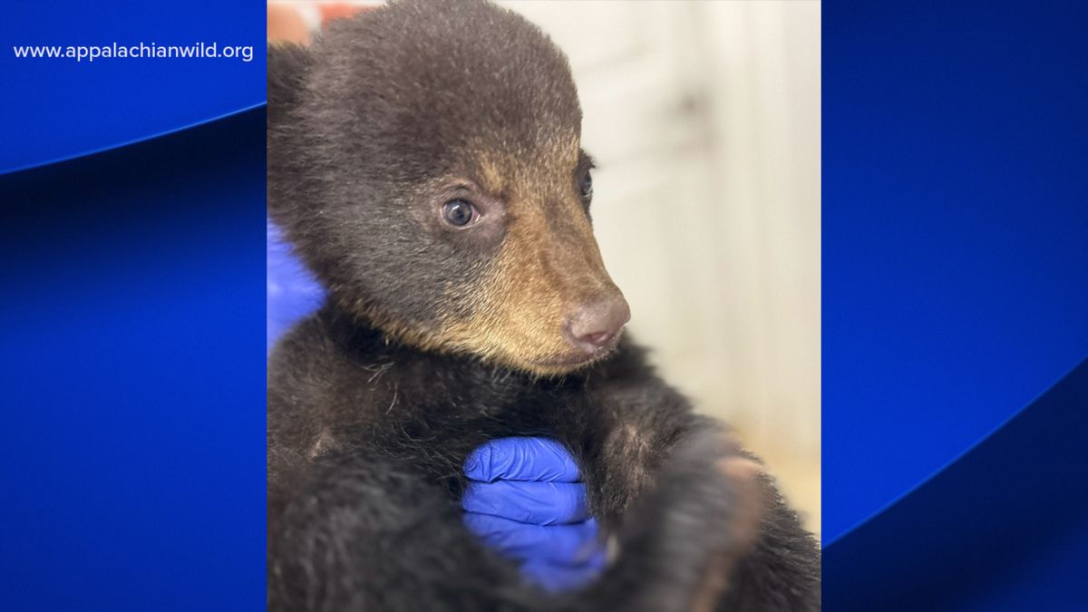 The bear cub recently pulled from a tree to take selfies is recovering at a wildlife refuge in Candler, North Carolina. abc30.tv/3QwGD1B