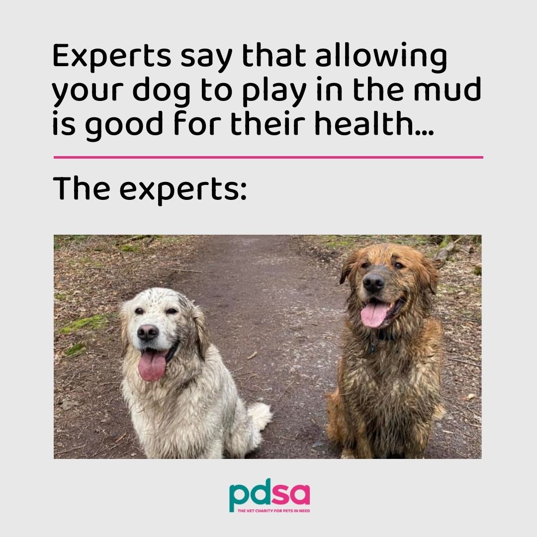 Who are we to try and argue with the experts? 🤣 #NationalWalkingMonth #DogsOfTwitter