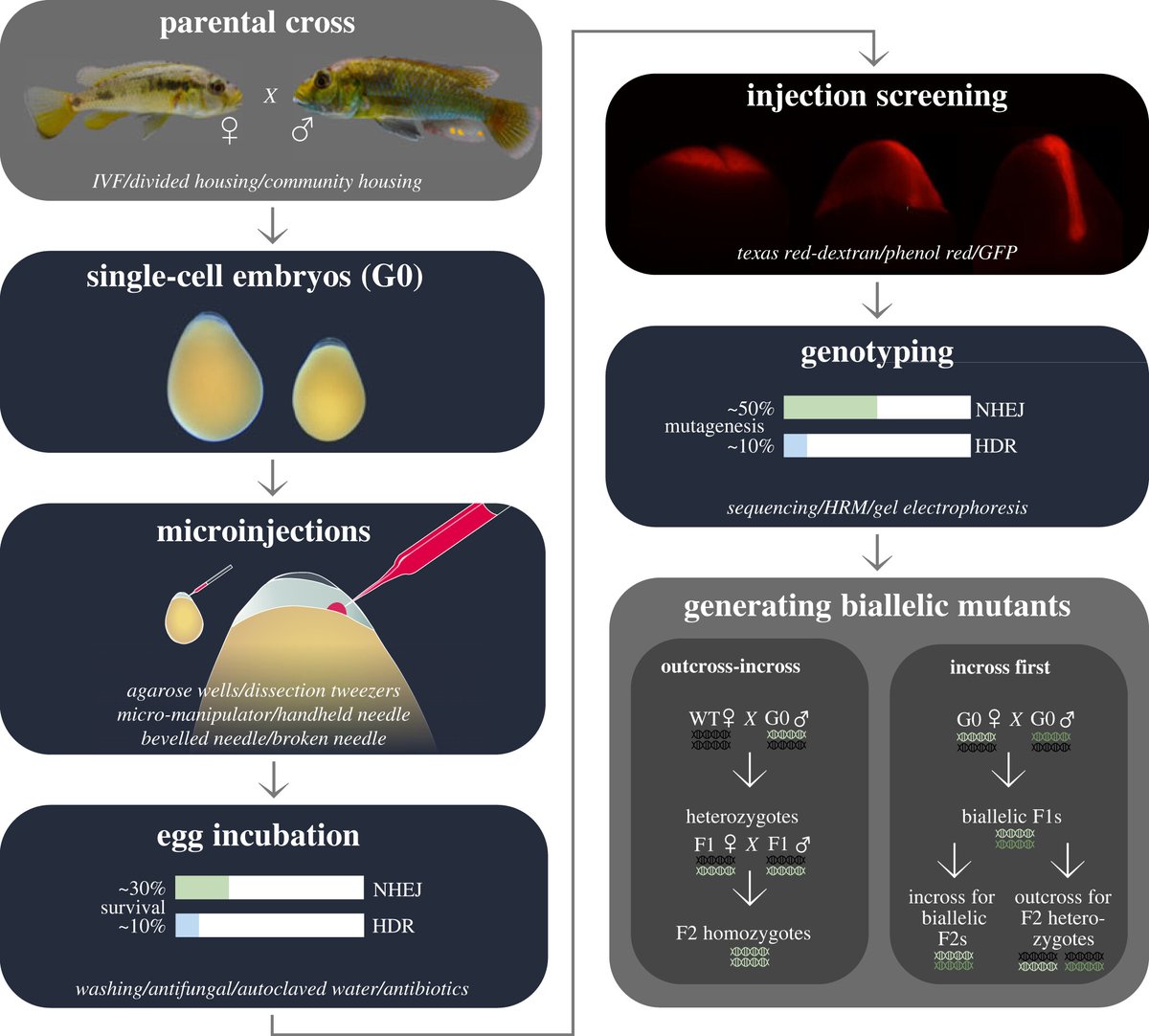 #OpenBiology Review - Genome editing in East African cichlids and tilapias: state-of-the-art and future directions: ow.ly/hTOx50RnP4U @_Bethan_Clark #DevBio #genetics