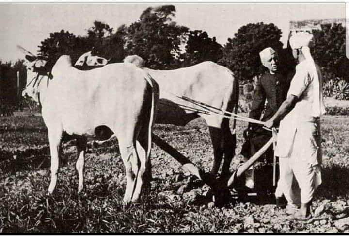 Pandit Nehru caught trying to steal one of the two buffaloes of a poor farmer.