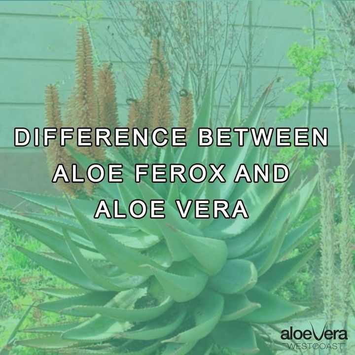 Difference between Aloe Ferox & Aloe Vera! Read complete blog post on our website 👉👉 buff.ly/3ihDD85

#aloevera #AloeFerox #AloeFeroxvsaloevera #aloeveraproducts #naturalhealthcare #aloeveraproduct #naturalhealth #aloeverapureproducts #aloeverauses #aloeverawestcoast