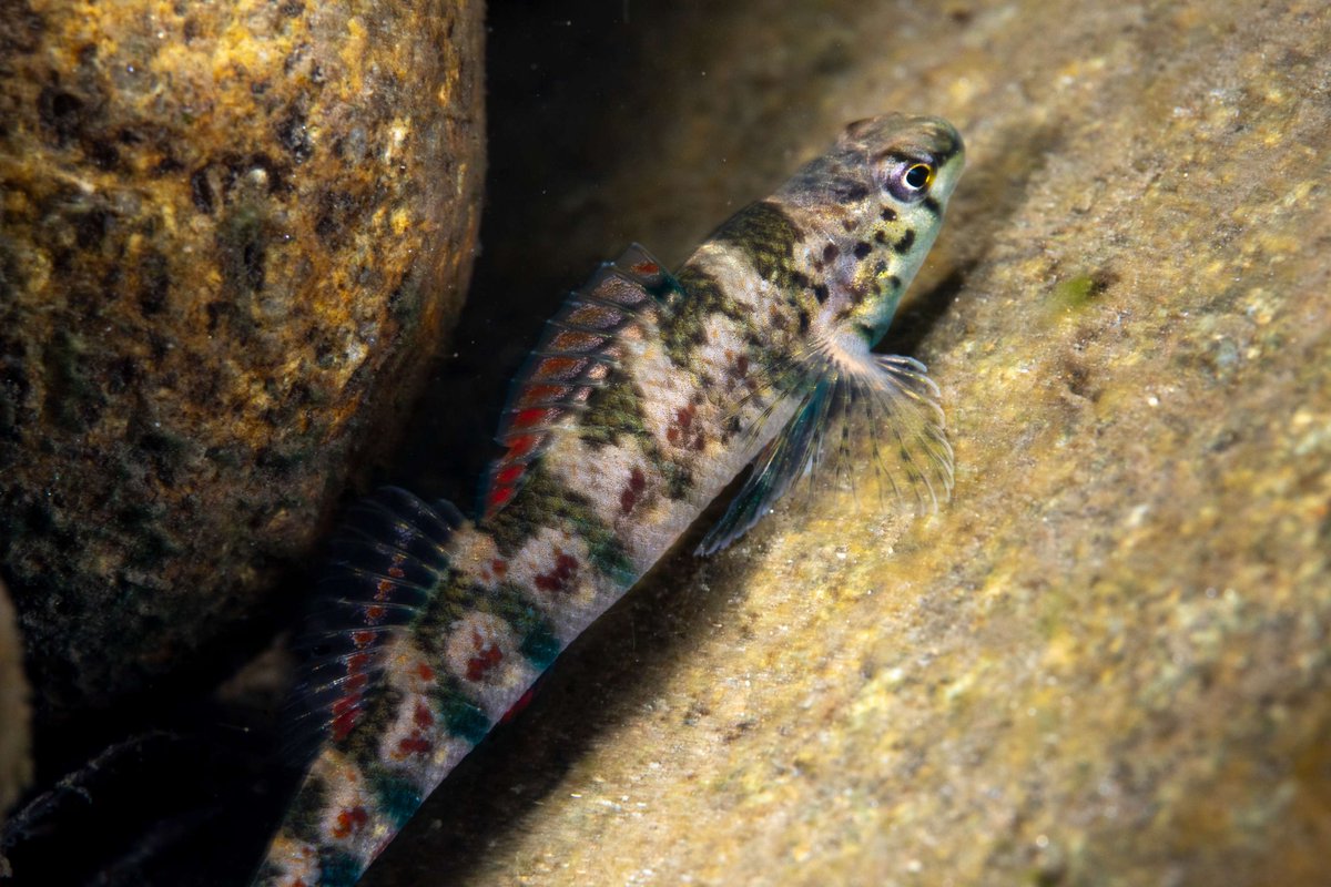 🌟Hey birders, I know y'all are obsessed with those colorful warblers that enliven the sky in the bird world. But have you ever heard of the warblers of the water? I'm talking about the darter fish! Colorful, small, really quick. Can't fly, but can swim like nobody's business.