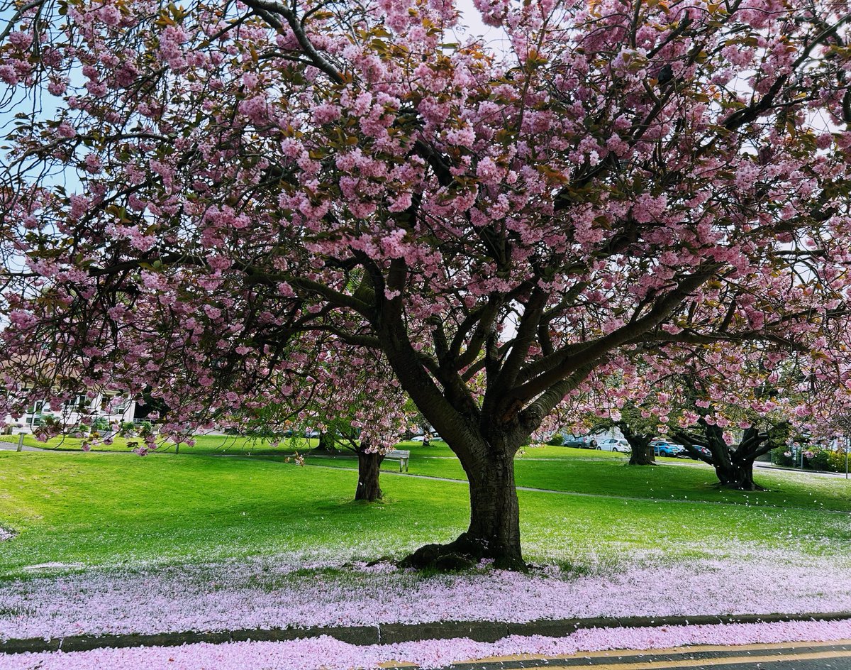 Pink snow! #blossom #thursday #May #trees