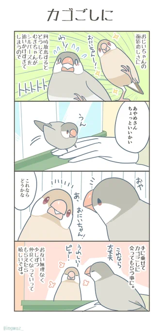 カゴごしに。#漫画が読めるハッシュタグ #Buncho #文鳥 