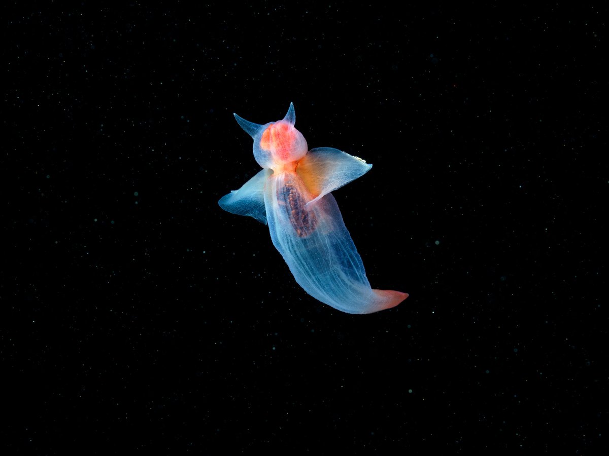 Sea angel - Clione limacina. They can be chubby!