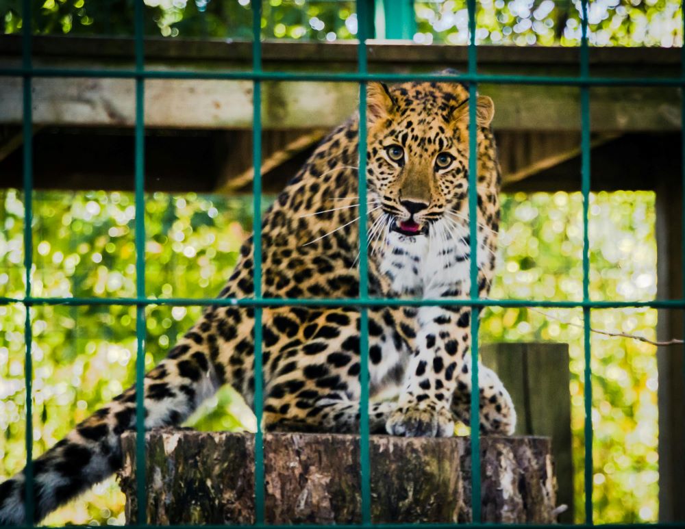 'A way forward is for zoos to be honest with the public about their entertainment role...' Interesting opinion piece from @CamVetSchool's Professor in Animal Welfare - Donald Broom about the ethics of keeping animals in captivity 👇🏽 nature.com/articles/d4158…