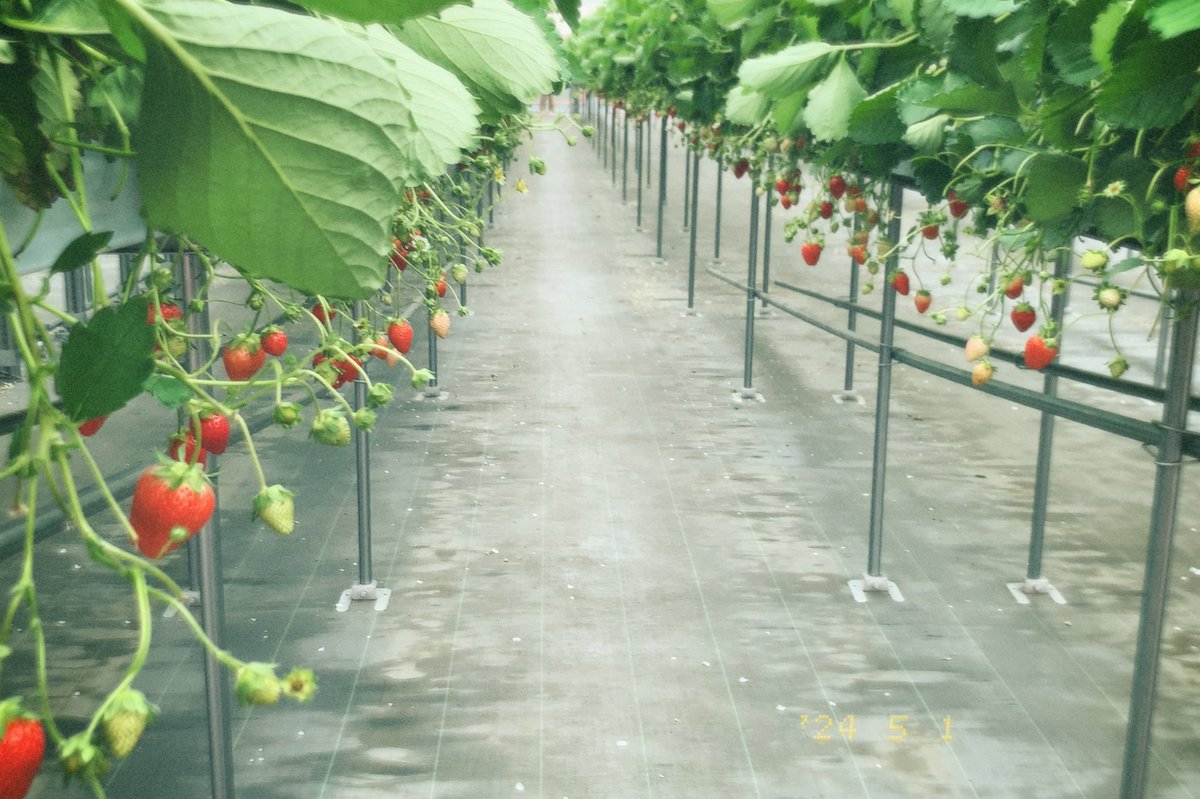 tabacoyamero's tweet photo. 💠🍓🐟 https://t.co/DETYSCC07X