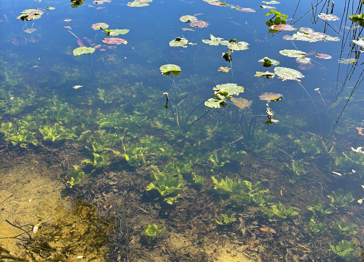 Young spatterdock emerges from the hydrosoil and begins its reach for the surface. These juvenile #aquaticplants often resemble ‘lettuce’ on the bottom of the #lake.

#aquastemconsulting #environmentalconsulting #nativeplants