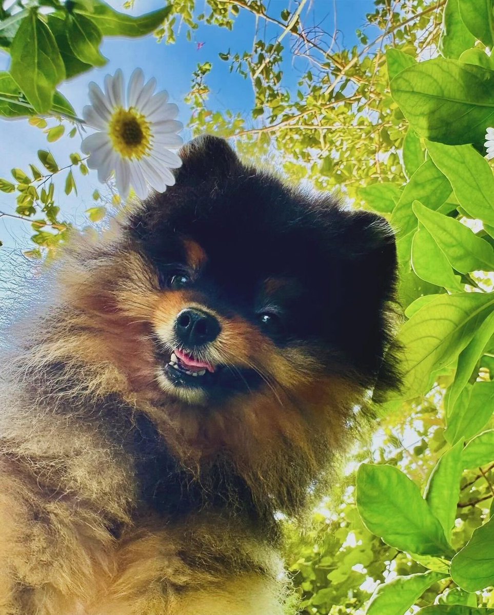 Browny in summer🐶⛅🌸🌿 素敵な写真だね☺️ IG:brownybabybear #brownybabybear