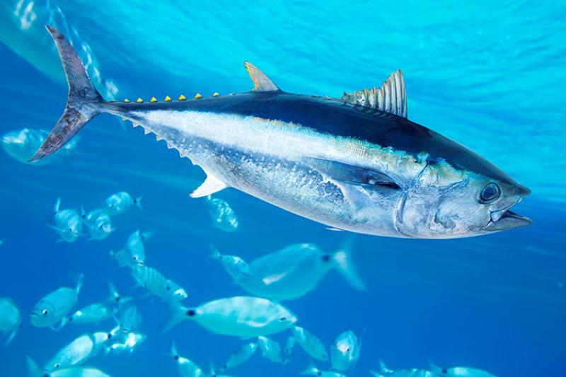 🐟 Today, on #WorldTunaDay, let's celebrate these magnificent creatures that play a crucial role in our oceans' ecosystems. Let's work together to ensure sustainable fishing practices to preserve tuna populations for future generations. 🌊🎣
📸 - @NOAAFisheries