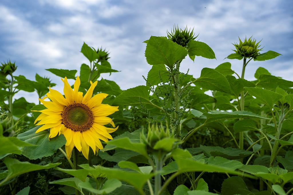 Our Weymouth Family Day is Tomorrow! Join us (10am-12:30pm) for Free family activities, including: Planting in our Community Garden Building up our Minibeast Hotel and plant a Sunflower to take home! Image © Sam Turley (rspb-images.com)