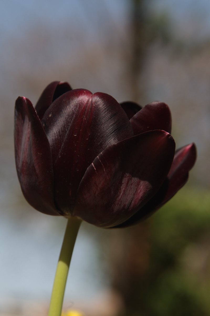 Tulip 😳

#Photography #Flowers