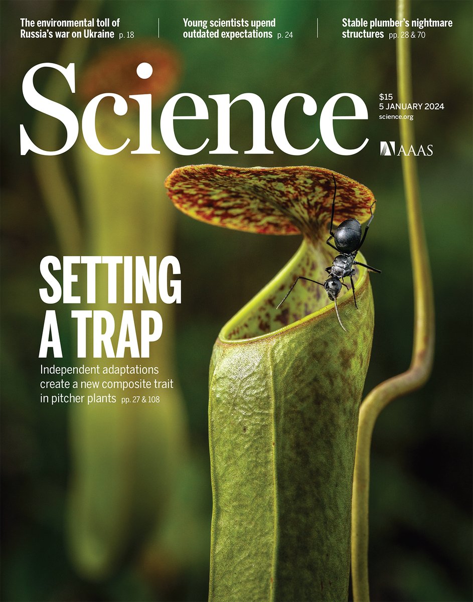 How did pitcher plants evolve? These amazing and deadly insect traps are the result of three different variable characteristics @gustavoburin Ulrike Bauer @Chomicki_G & al. science.org/doi/10.1126/sc…