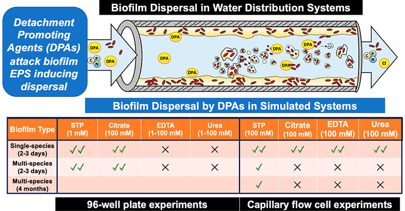 How to target #biofilms in #waterdistributionsystems? @srijan_ak from @uafairbanks investigated four potential detachment promoting agents for biofilm control that target biofilm extracellular polymeric substances.

Read more in ACS ES&T Water: go.acs.org/9az