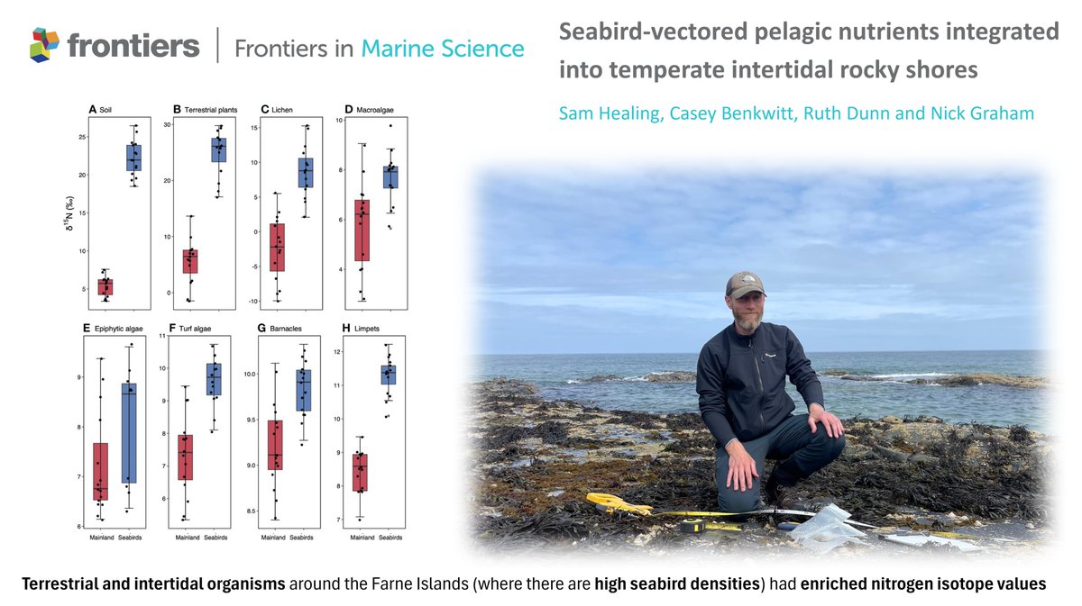 Check out this #NewPaper, led by masters graduate Sam Healing: doi.org/10.3389/fmars.… Sam & the team (@cbenkwitt, @ruth_edunn, @naj_graham) showed that seabird-vectored nutrients are integrated into temperate rocky shores, such as those surrounding the Farne Islands, UK 🐦💩🌱