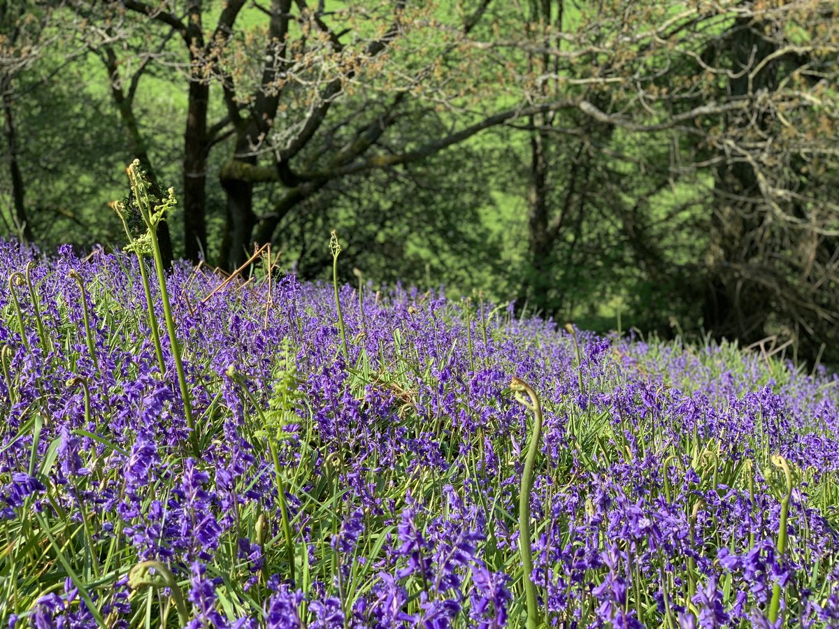 Can you tell the difference between a native and a Spanish bluebell? Don't worry, we have a handy guide to help! 💙 durhamwt.com/how-tell-diffe…