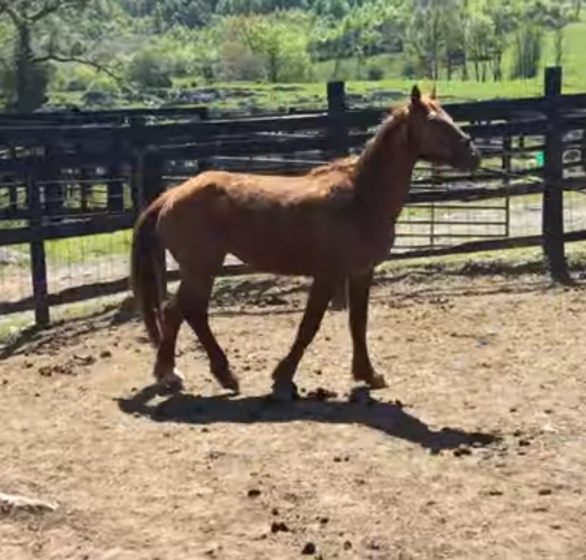 This barely halter broke mustang mare rounded up from buffalo hills is standing in a Tennessee kill pen. We have a home that is equipped for a unhandled mustang but we need your help to raise her funds! Her deadline is quickly approaching! paypal.com/donate?campaig…