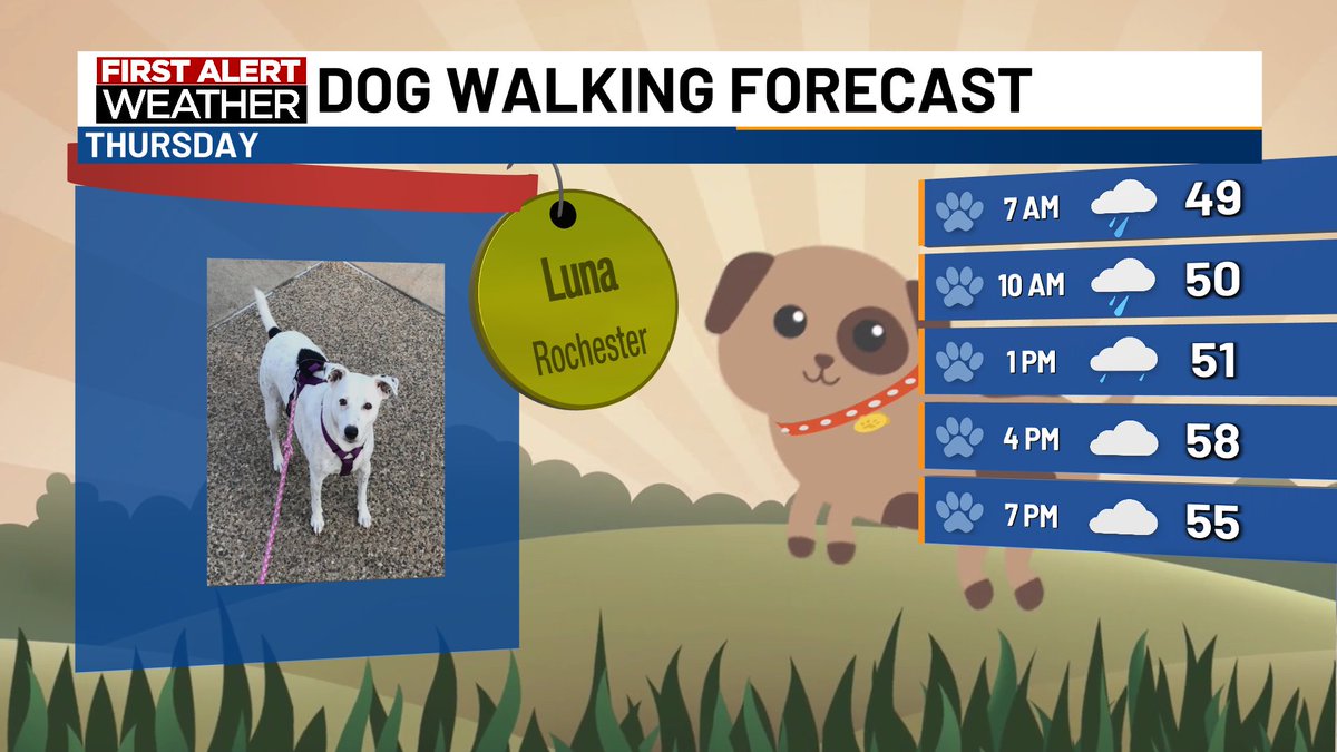 It's a cool and wet day for a dog walk. You'll want to have rain gear handy and a towel for your dog as rain is expected through the morning and early afternoon hours. High temps will be in the upper 50s. #DogWalkingForecast #kttcwx #rochmn