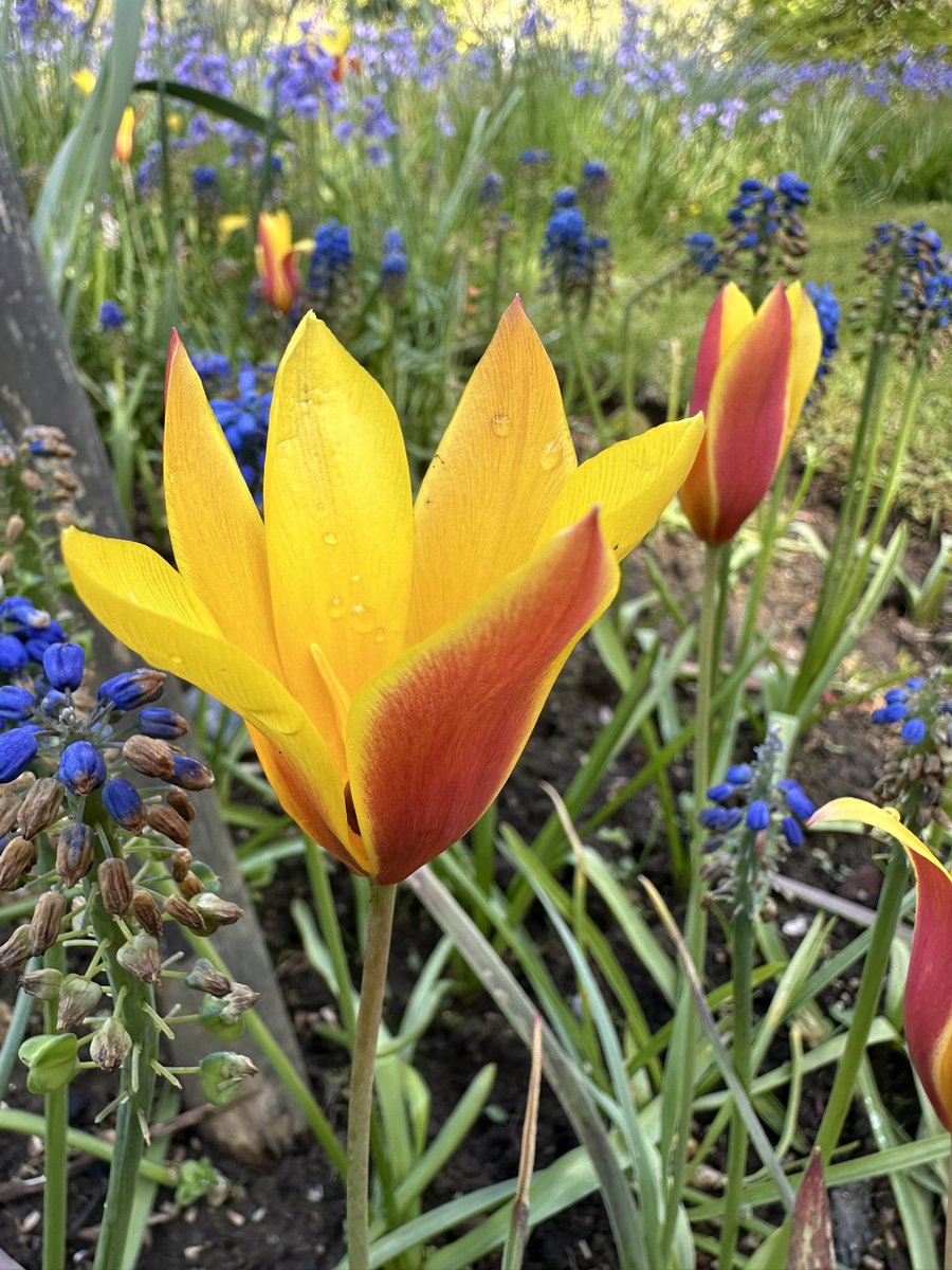 Coffee time ☕️☕️🌺 - Surrey
- Lower House, Bowlhead Green 
#NationalGardenScheme 

(#elevensestime)