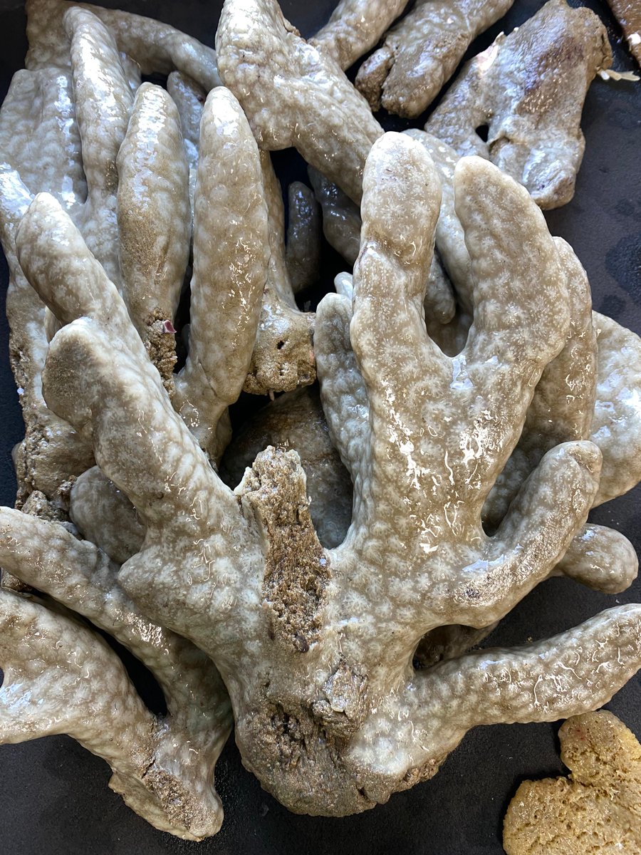 Sea squirts! They look a bit like human hands 👐 we haven't been able to identify these guys yet but have called them 'staghorn ascidians' 🦌 Found along the south coast of SA, <100m depth🚢 #marine #biodiversity #FBIPSeaMap #benthic