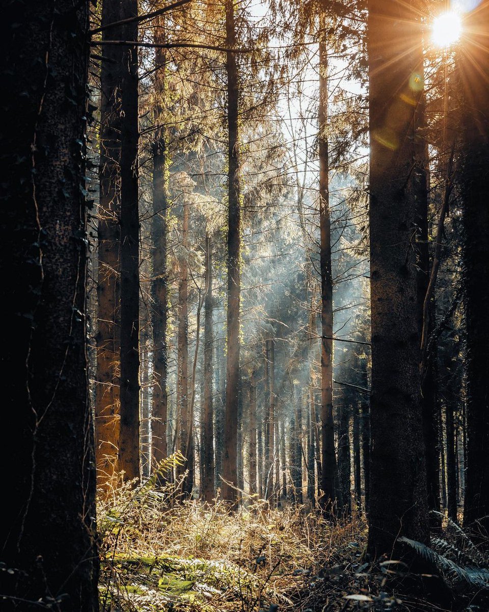 Komorebi is a Japanese word that describes the effect of sunlight filtering through the leaves of trees. The word has no English equivalent, but it's something many of us will have witnessed while in the forest. 📍 Forest of Dean, Gloucestershire 📸 alexbowdensphotography