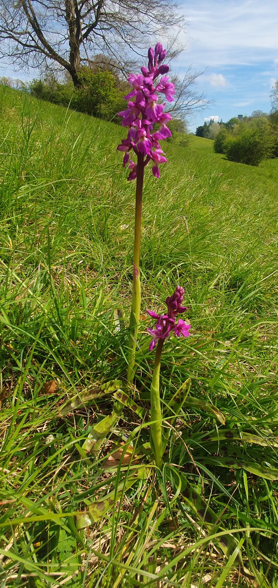 A wonderful variety of #wildflowers are now making an appearance. Early purple orchids are in flower this week. 💚 How about joining one of our guided Wildflower Walks? The next one is 10.30am Tues 7 May. 👉 forestryengland.uk/westonbirt/wil…