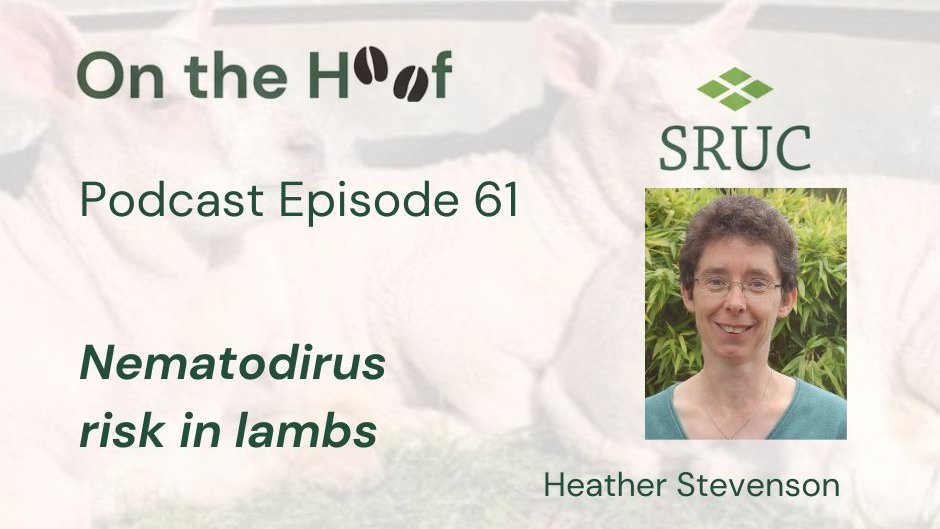 Nematodirus - Alison Braddock, Marketing & Business Development Manager asks Heather Stevenson, Veterinary Investigation Officer, Dumfries DSC about this parasitic worm causing problems in lambs. Clinical signs & diagnosis to tips on treatment & control. tinyurl.com/y7mystev