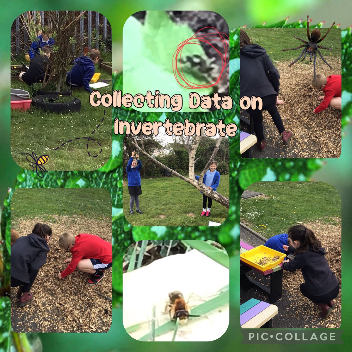 ⭐️Blwyddyn 5⭐️ We have been collecting data on invertebrate found in three micro habitats in our school grounds for a bug survey we will be creating a spreadsheet and a graph with our results and calculating the mean, mode and median data. 🔎🕷🐞🐛🟰➕✖️➗@_OLW_