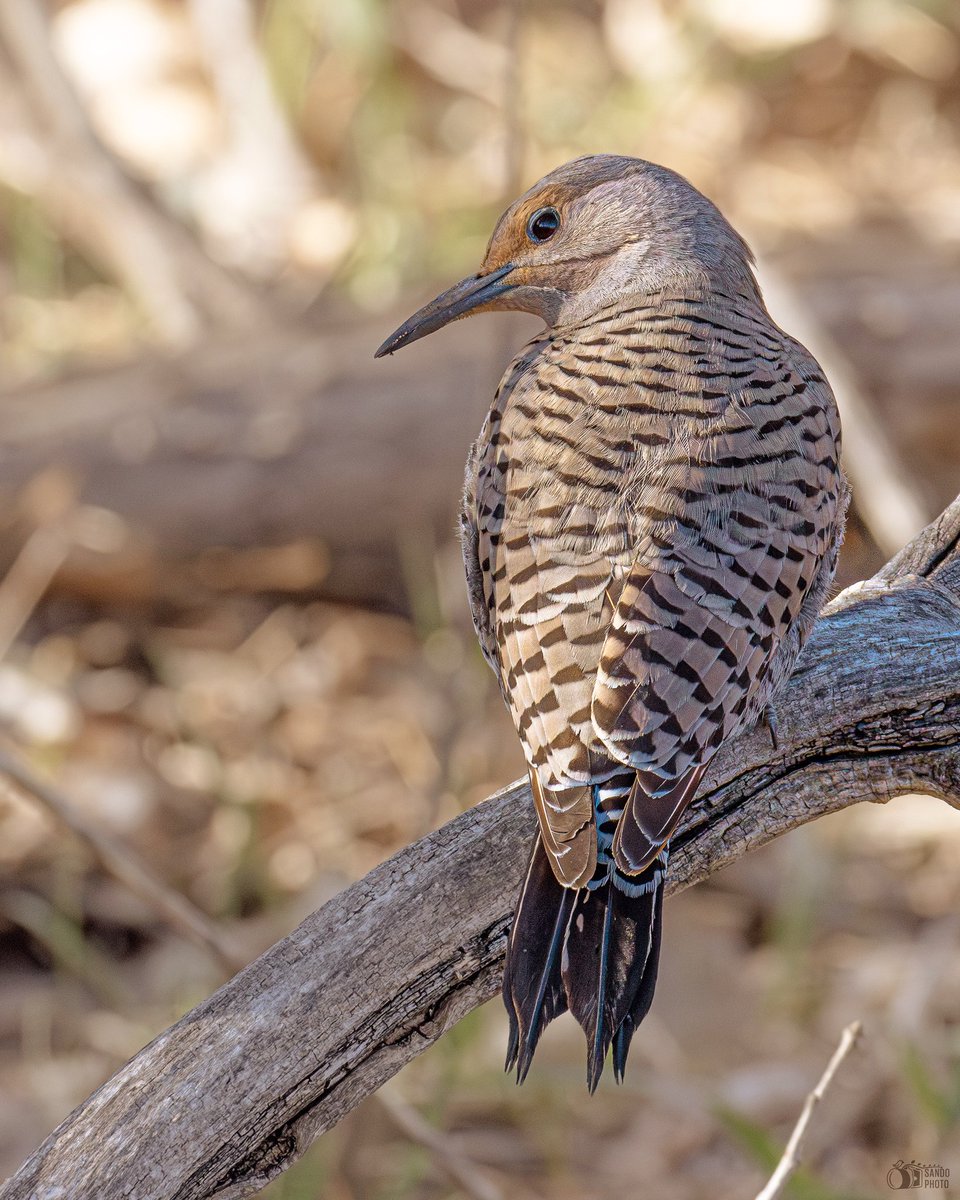 Female Northern Flicker checking on me
📍Denver, Colorado
#BirdsSeenIn2024 #birdwatching #birds #birdphotography #ShotOnCanon #TwitterNatureCommunity #TwitterNaturePhotography #BirdsOfTwitter #woodpecker