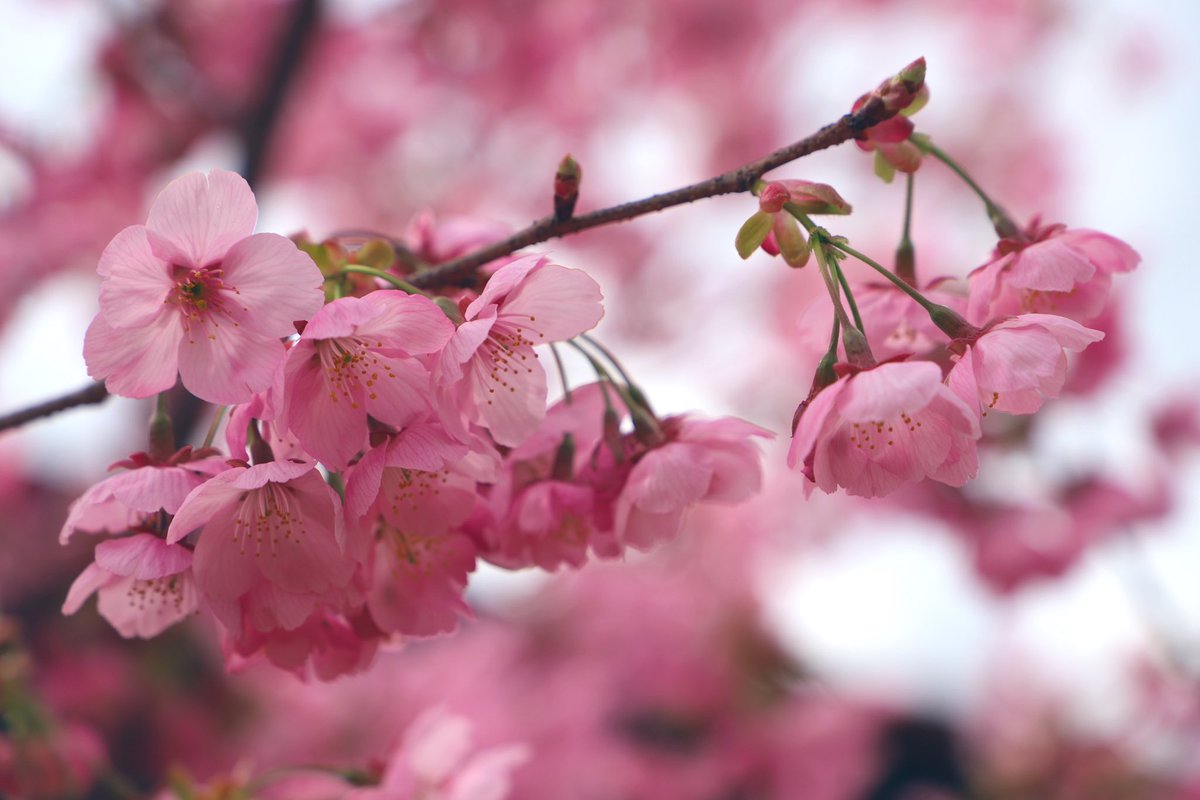 濃いめ😌🌸

#写真好きな人と繋がりたい 
#キリトリセカイ 
#photography 
#春 #福島 #桜