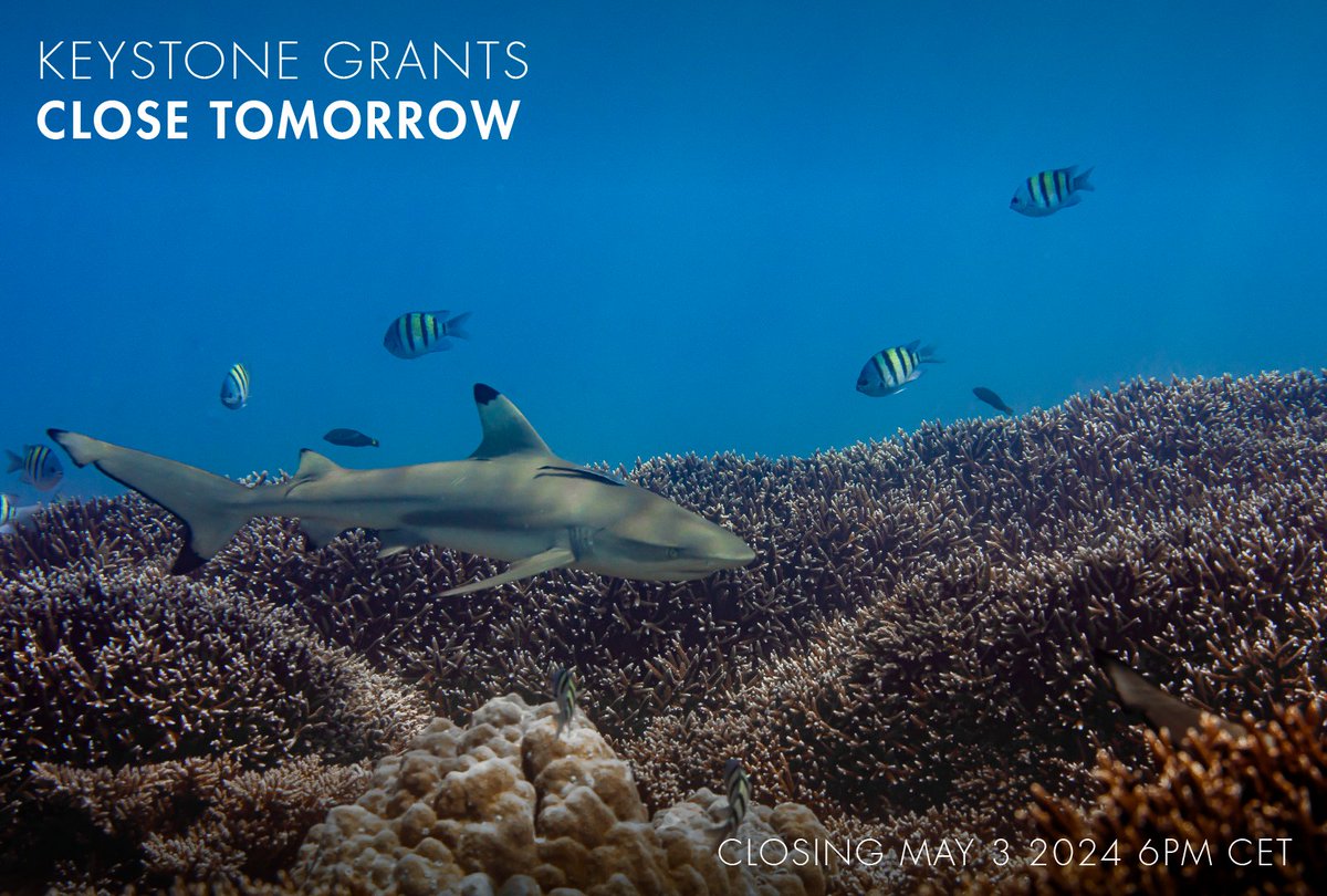 Today is the last day to apply for the Save Our Seas Foundation (SOSF) Keystone grants! We invite researchers, educators and conservationists with multi-year projects pertaining to sharks, rays, skates and chimaeras to apply. Follow the link to apply: saveourseas.com/grants/funding…