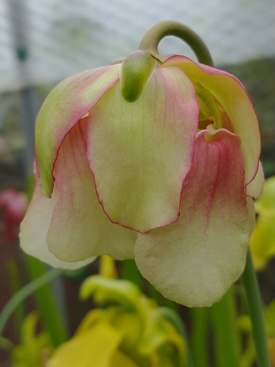 SewellLeigh's tweet image. Four more sarracenia flowers out today 😊 #carnivorousplants #sarracenia #macro #flowers #blooms #flytraps #thephotohour #thursdaymorning