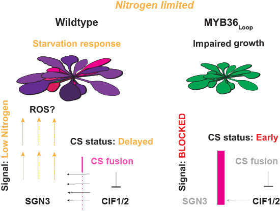 Disentangling the plant Schengen pathway from Casparian strip barriers reveals its role in establishment of nitrogen-deficiency responses in Arabidopsis shoots
Tonni Grube Andersen @tonnigrube and colleagues
embopress.org/doi/full/10.10…