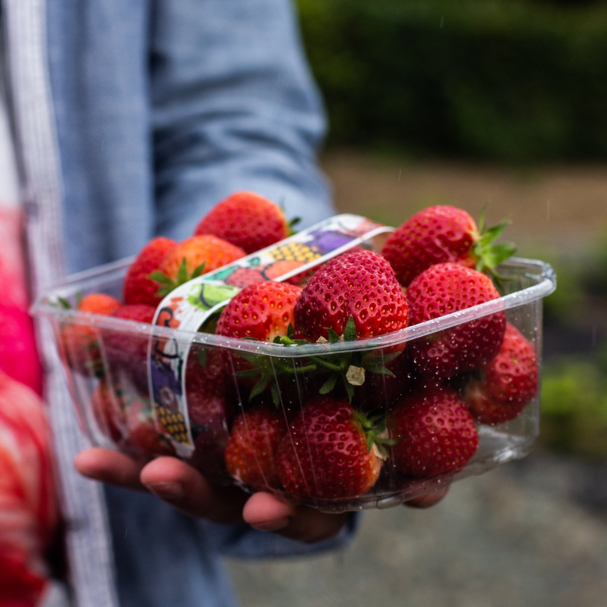 🍓 Strawberry season is soon approaching 🍓 Did you know Wexford is widely known for its roadside huts across the island of Ireland. For more information on Our Heritage 👉tastewexford.ie/our-heritage #TasteWexford #roadsidehut #wexfordstrawberries #farmers #growers #berries