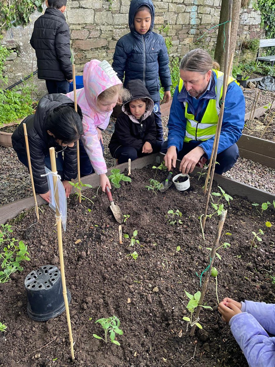 Senior Infants were busy tending to their plants this week. Many thanks to the Shandon Street Green Garden Allotments for giving us some beds again this year! @giyireland @corkcitycouncil