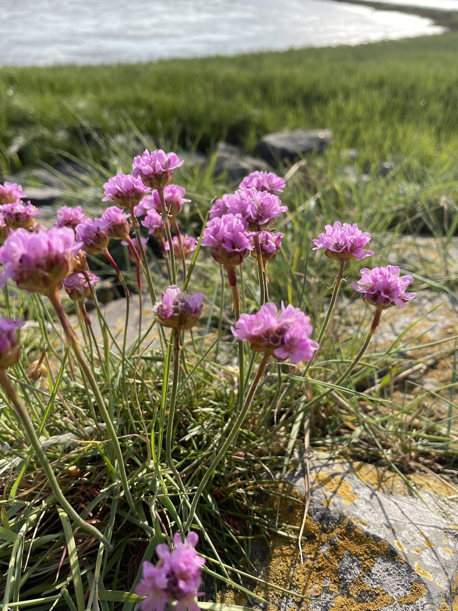 Moin.
Schon gesichtet? Die Grasnelke - Blume des Jahres 2024
Der Name der Grasnelke ist ziemlich irreführend. Denn sie gehört weder zu den Gräsern – noch ist sie eine Nelke. Fakt ist: Sie ist nicht nur schön anzusehen, sondern gilt auch als gefährdet.
ahlenmoor.de