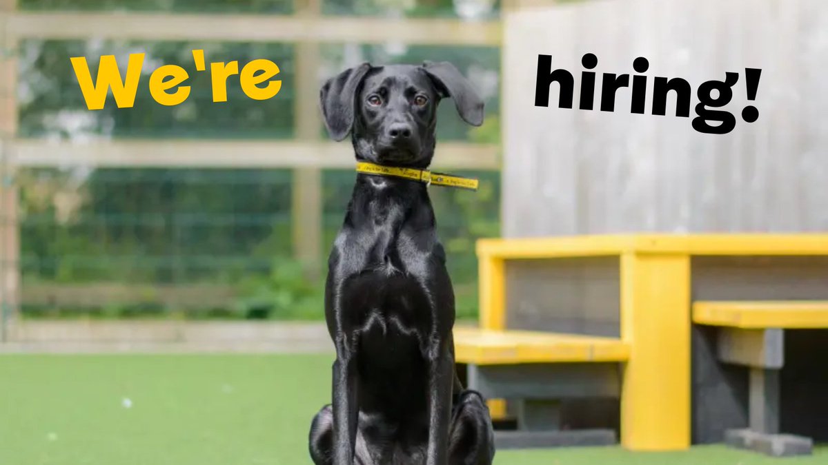 If you are a Vet Nurse passionate about animal welfare and are looking for an excellent work life balance - we'd love to hear from you! We're currently hiring for Vet Nurses at @DT_Shrewsbury, @DT_Shoreham and @DT_Newbury 🐕 👉 bit.ly/38ZYhbE #VetNurseAwarenessMonth
