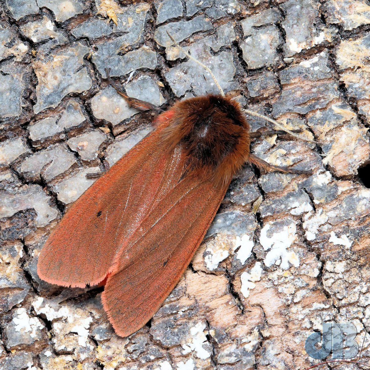 Not a lot of people know that #TheKaiserChiefs are big on #teamMoth (Who isn't, eh?). This species, new for the year in my back garden, was the inspiration for one of their biggest hits, Ruby Tiger #mothsMatter