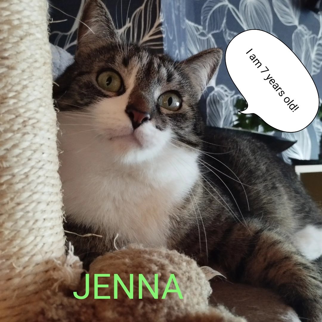 Yay 🐱 it 's my 7th birthday! 🎉 Bring on the tuna & cuddles! Jenna 😃#tabbytroop #CatsOfTwitter #bdaygirl I am a fine pawmodel in this picture, right?! 🤔