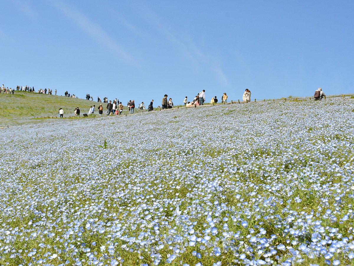 #みはらしの丘 の #ネモフィラ は5月3日（金）から「なごり花」となります。 今後は次第に花数が少なくなり、みはらしの丘は花の淡い青色と葉のやさしい緑が重なる牧歌的な風景へと移り行く様子をご覧いただけます。 #ひたち海浜公園 #hitachiseasidepark #ネモフィラ