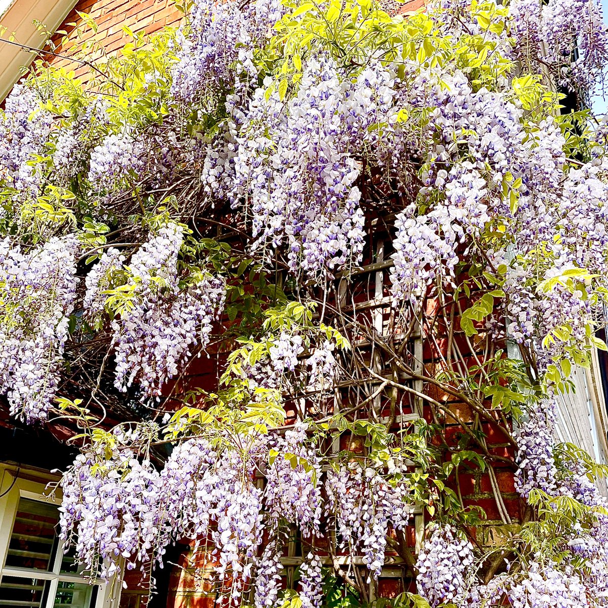 My wisteria is really stunning this year - great inspiration for a new print? Must have benefited from all the rain in April? #MayDay #Wisteria #artwork #printmaking #inspiration #MayDay2024 #plants #printing #screenprint #sunshine #Spring2024 #artist #garden #Rain #Weather #art