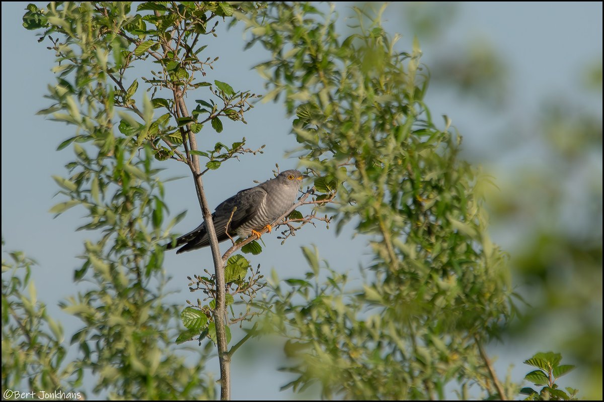 Koekoek in het vechtpark te Hardenberg #vogelskijken