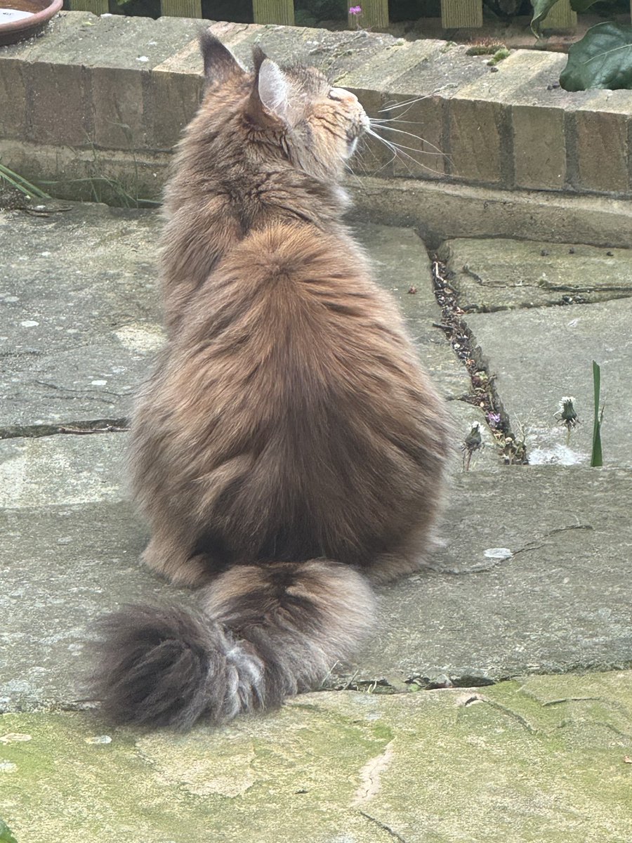 This is one of my mainecoons, Ottie. She is currently trying to entice parakeets out of a lilac tree by making that cackling noise cats make. The parakeets are laughing at her (and yes, I am in London, yes, we have 1000”s of wild parakeets) #LondonWildlife