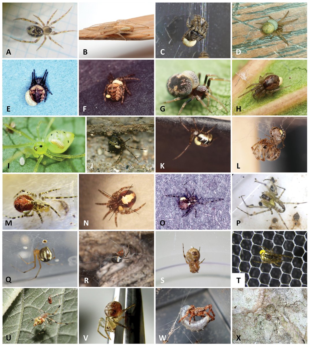 Parasitoid wasps that prey on spiders, subjugating them to lay eggs, changing behaviour and altering web spinning behaviour. Spectacular evolutionary diversity and intriguing biology in the Pimplinae from @Reclinervellus Keito Takasuka and @BroadGavin doi.org/10.1163/187598…