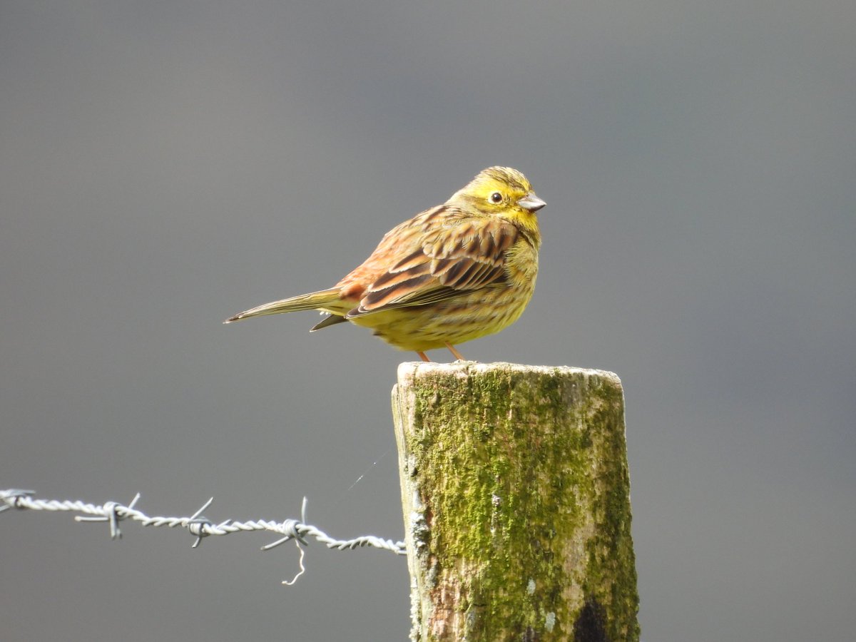 Escribano soteño (Emberiza cia), ayer en Karrantza, Bizkaia.