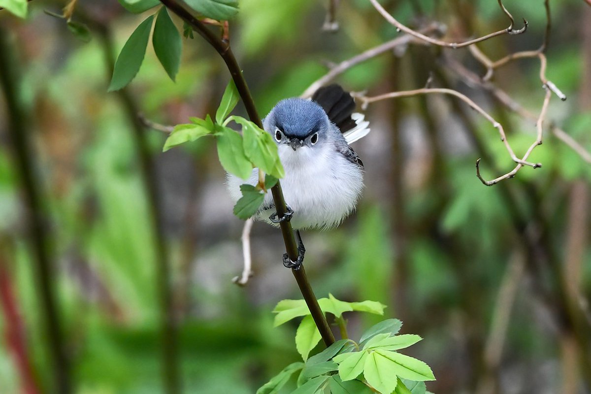 Good morning! Or, maybe it isn't so good based on the look of this angry little bird. 😆 Blue-gray Gnatcatcher fiercely determined to take on NYC & beyond!