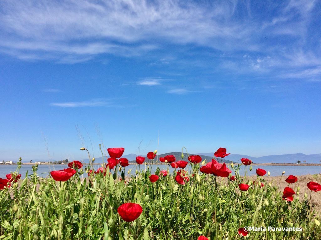 Happy May! This month's newsletter is out with the best of #Greece! Things you didn’t know about Greek #Easter (on Sunday), Greece's ultimate party island, the best tips to find your perfect Greek island getaway & much more! #traveling All of it here👉🏼 bit.ly/3WpaH2R