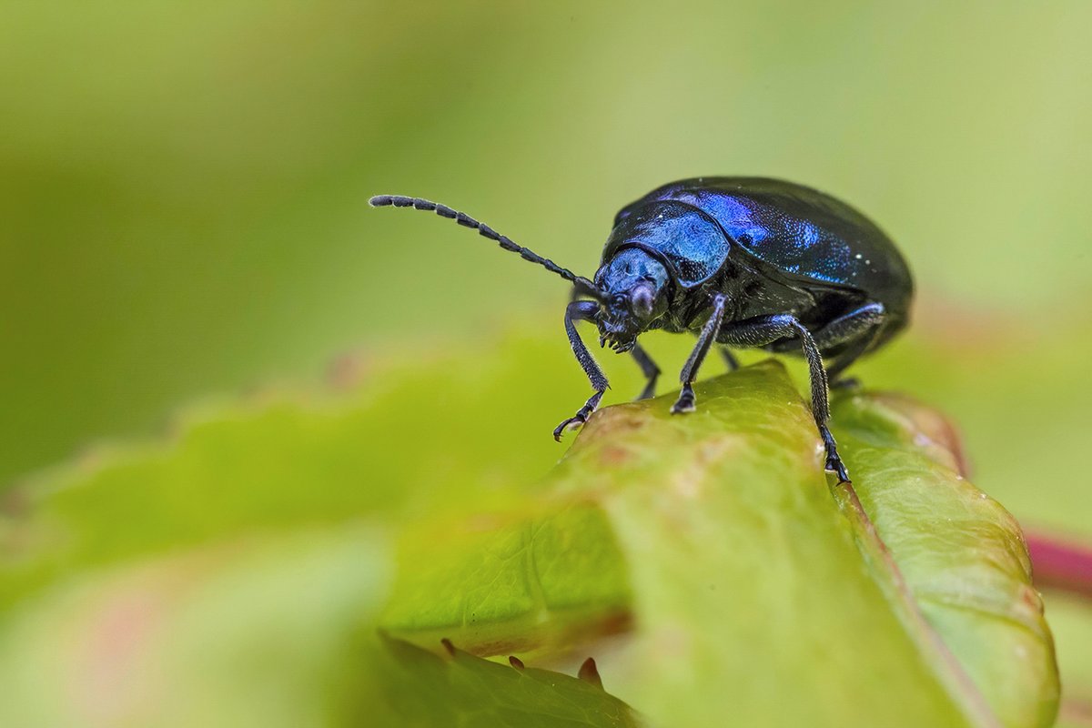 Lots of these in the garden at the moment. Alder Leaf Beetle perhaps? #Staffs #Coleoptera