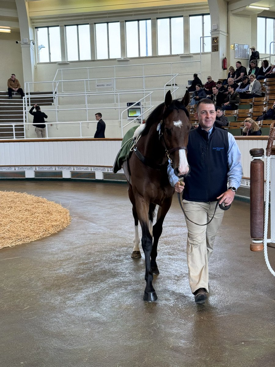 Lot 157 BLOWN AWAY (GB) is secured by Peter Harper as agent for Sheikh Abdullah Alsabah for 60,000gns at the @Tattersalls1766 Guineas HIT Sale. He was offered by @BlueDiamondStd. The plan is to continue his career in Saudi Arabia. 🇬🇧✈️🇸🇦
