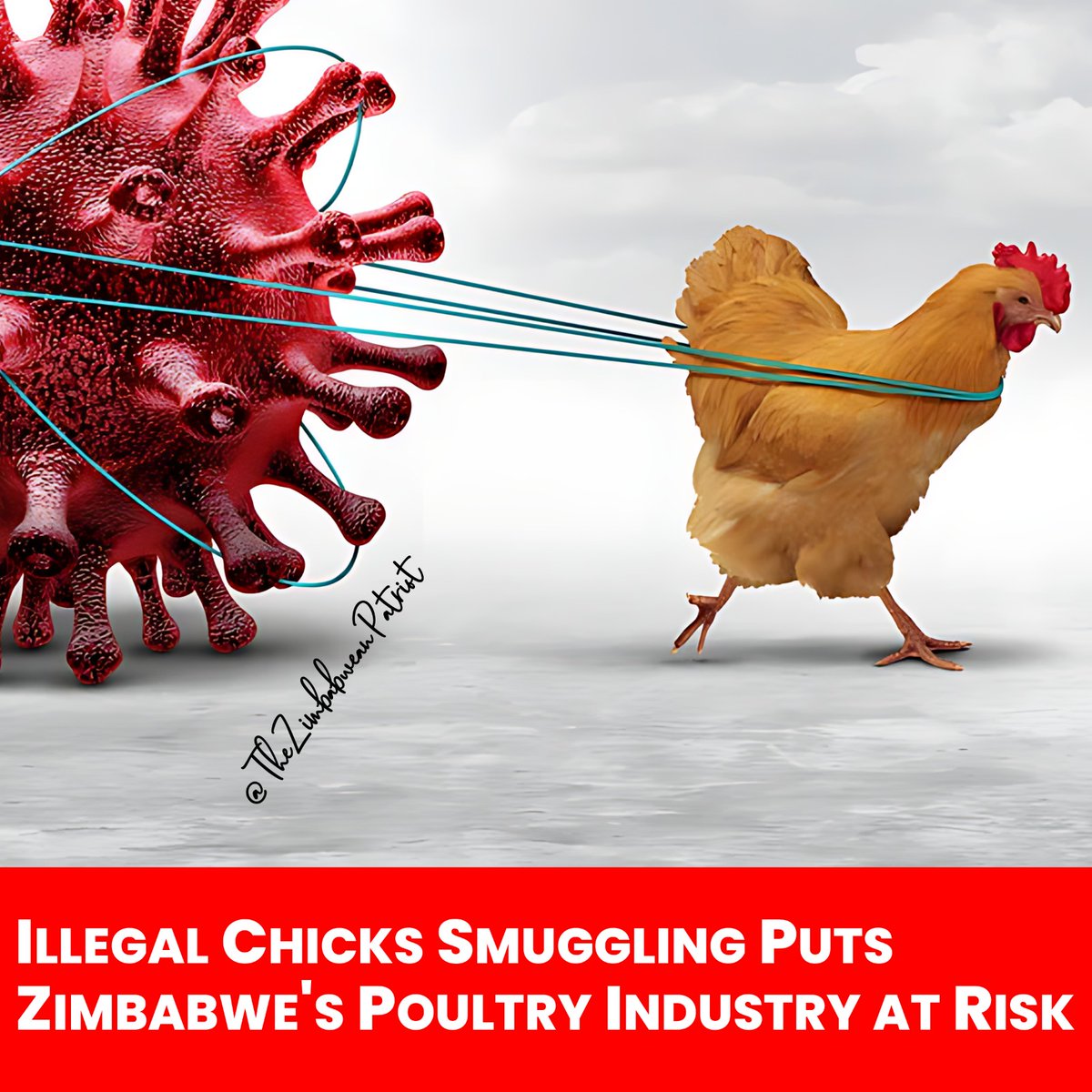 ALARMING: 15,000 boxes of day-old chicks smuggled into Zimbabwe from Mozambique!
This illegal activity puts our poultry industry at risk of disease outbreaks, including Avian flu. Let's take action and support legal and sustainable farming practices, towards #Vision2030